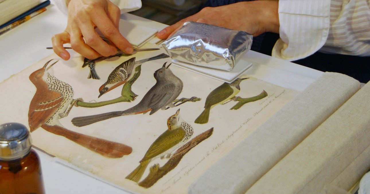 Conservator applies a mend to a page from American Ornithology