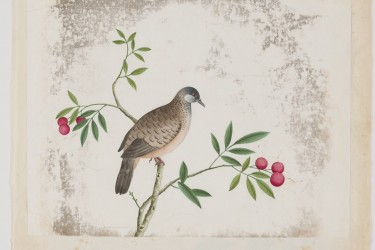 One of a number of c. 1650-1750 Chinese watercolors that we have treated for the Academy of Natural Sciences at Drexel University