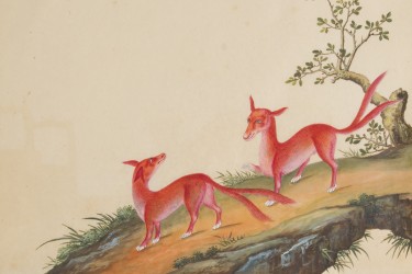 c. 1650-1750 Chinese export watercolor of two-tailed foxes