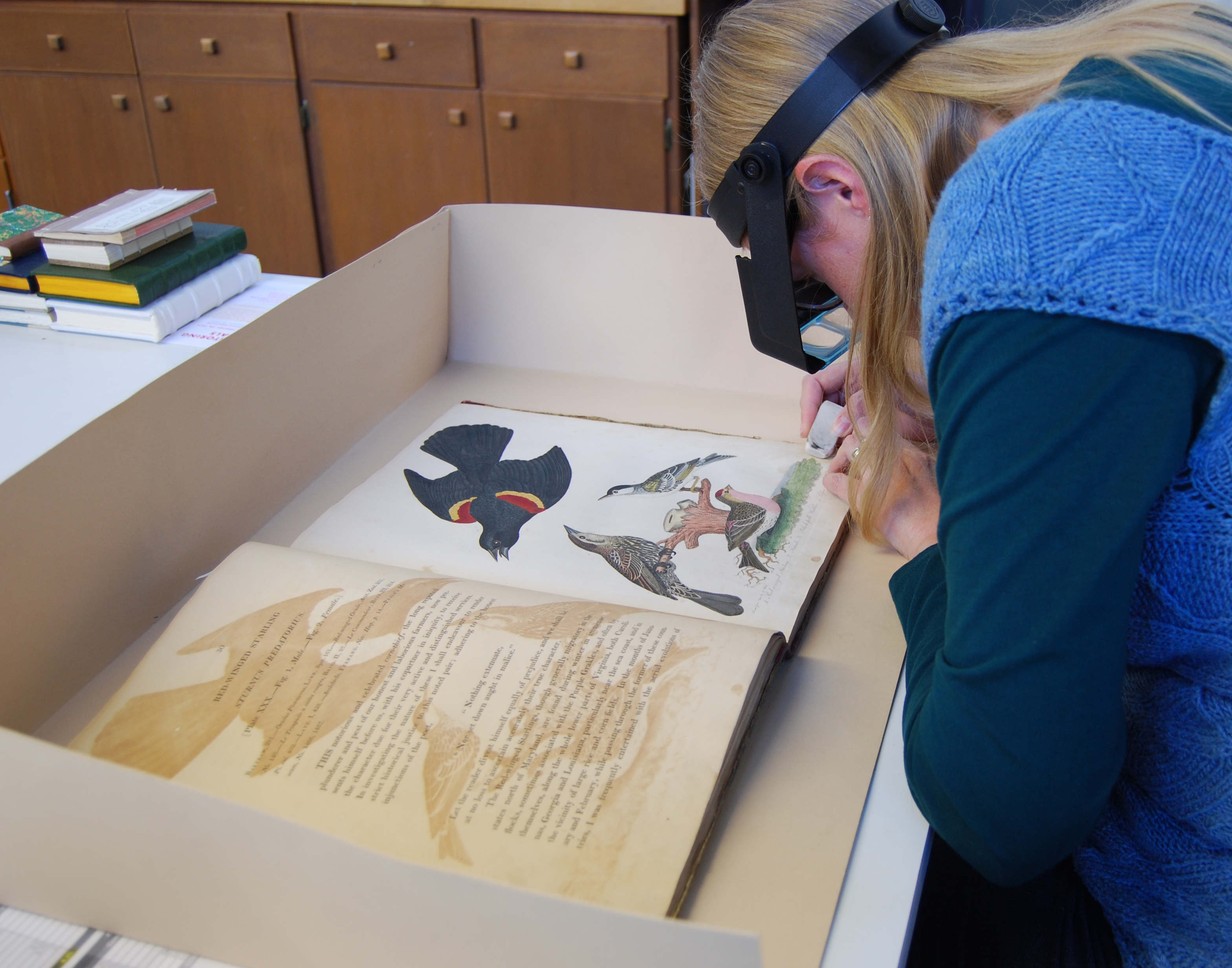 Conservator surface cleaning American Ornithology