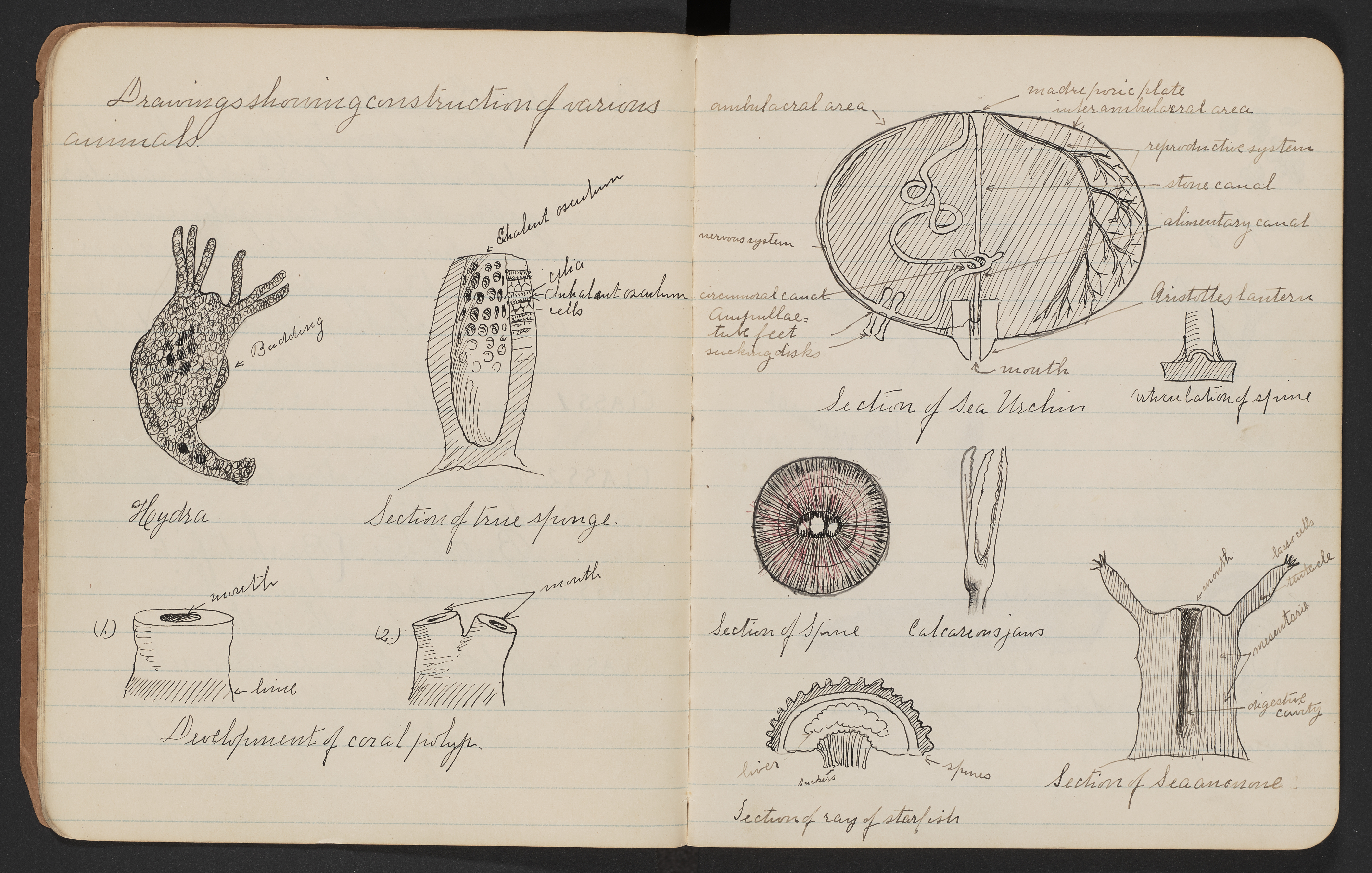 Above: Selected pages from American painter Edward Hopper's childhood sketchbooks