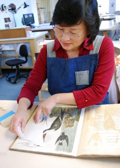 Conservator surface cleaning a page of American Ornithology