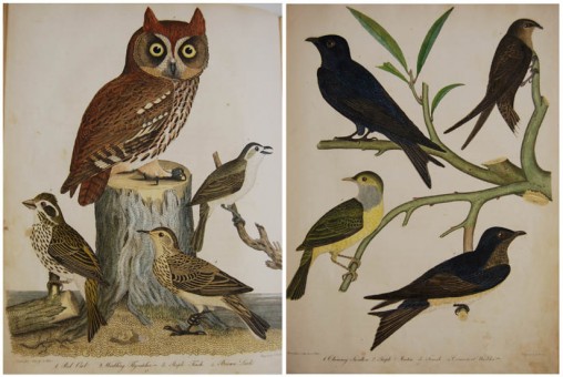 Two pages from American Ornithology
