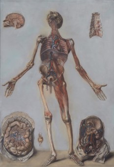 Anatomical drawing