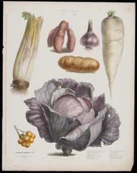 Plate from Album Vilmorin