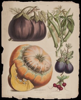 Plate from Album Vilmorin