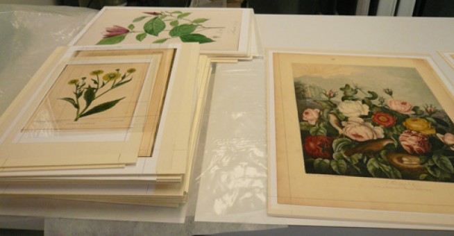 Facsimiles of botanical books