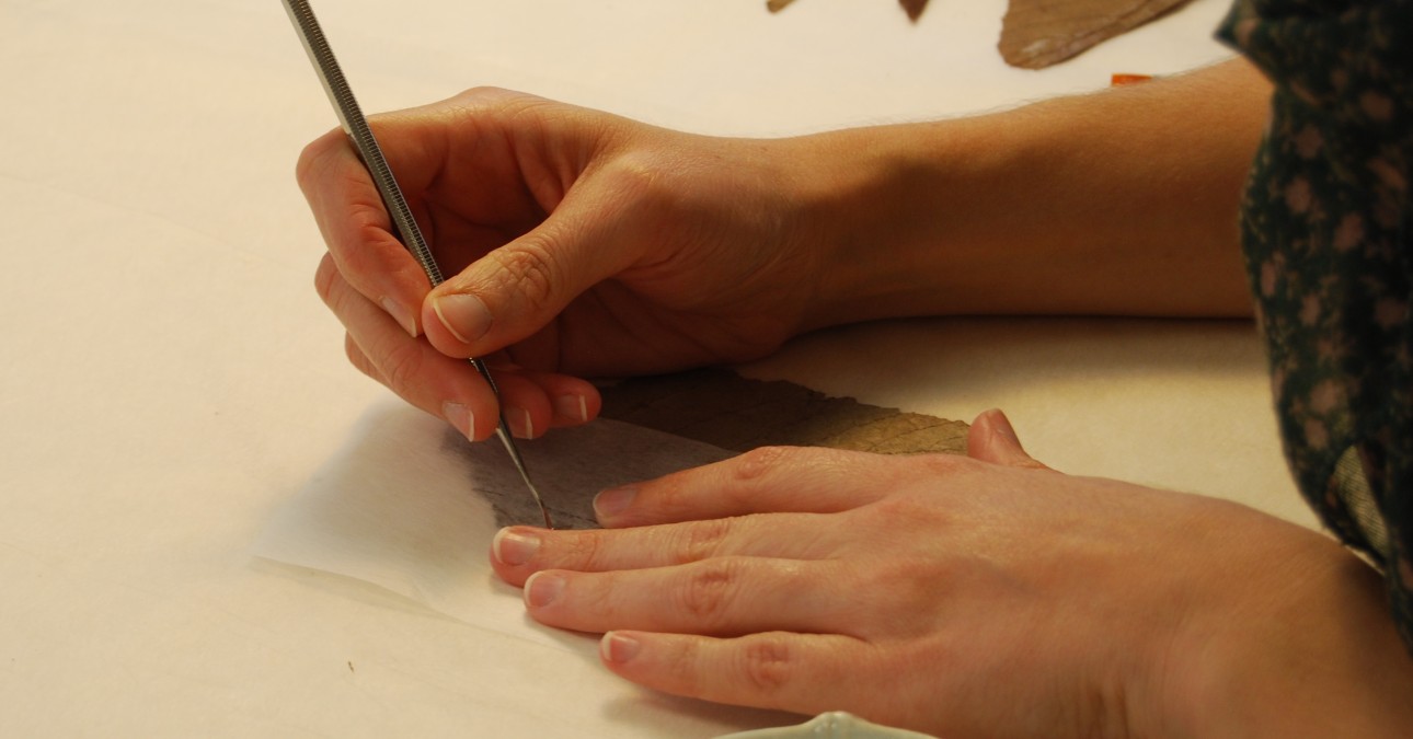 Hands treating leaves