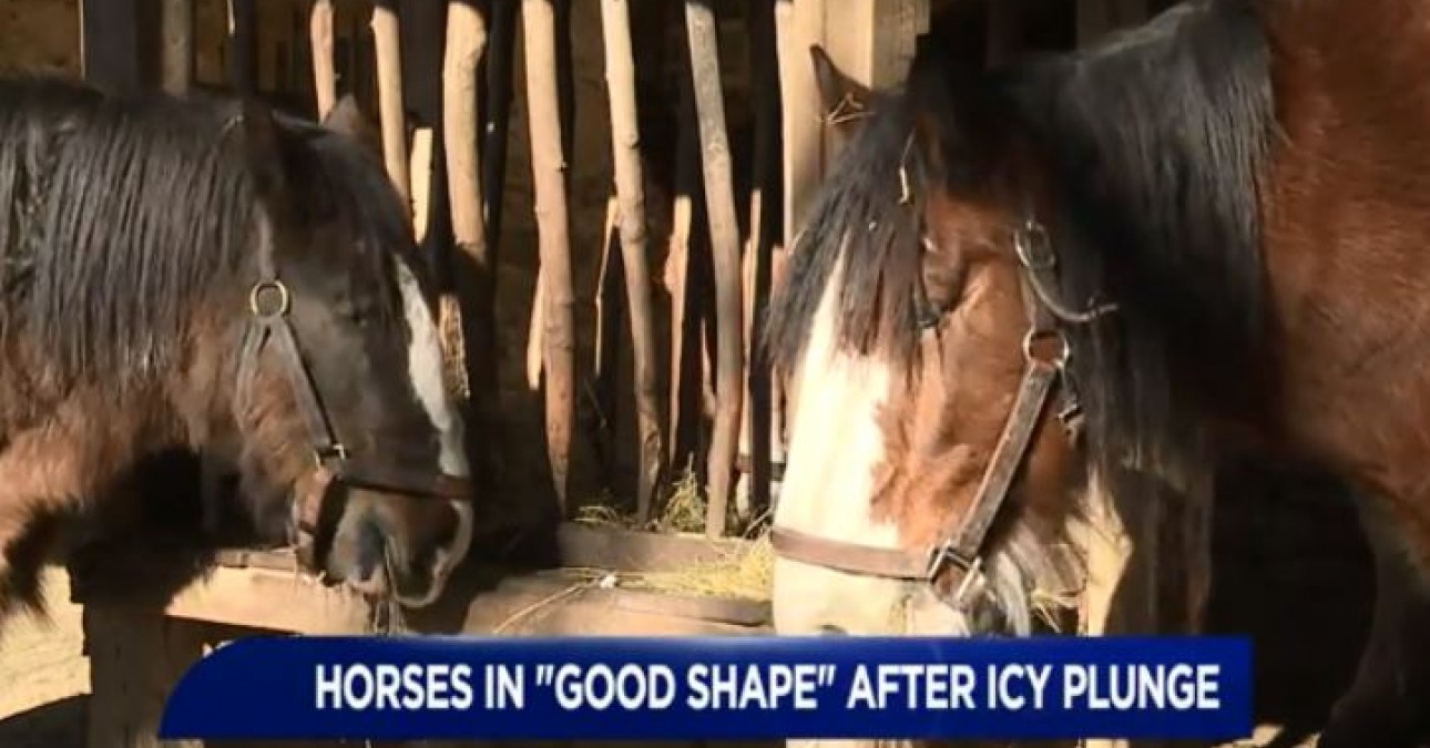 WNEP story on horse rescue