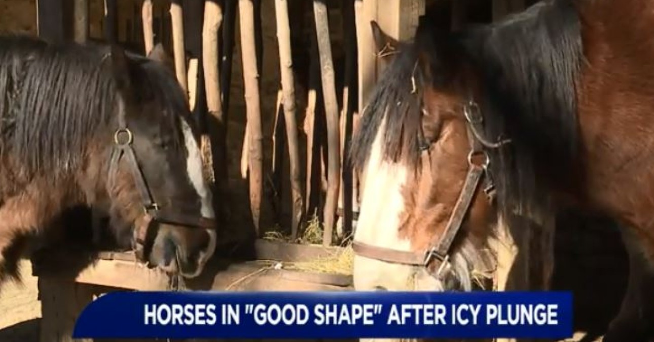 WNEP story on horse rescue