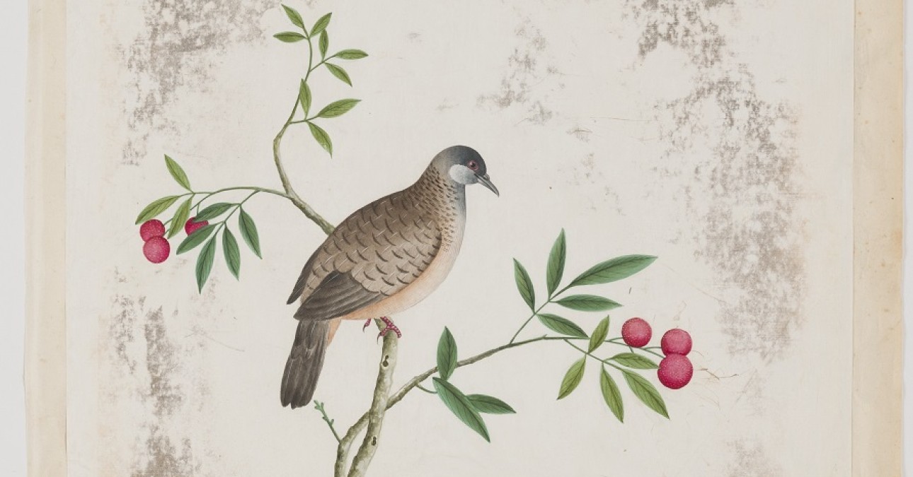 One of a number of c. 1650-1750 Chinese watercolors that we have treated for the Academy of Natural Sciences at Drexel University