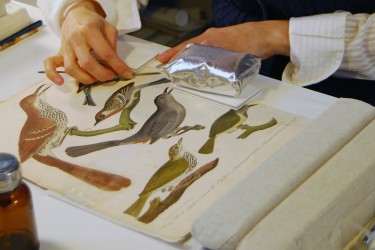 Conservator applies a mend to a page from American Ornithology